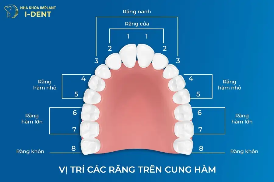 mơ gãy răng cửa hàm dưới